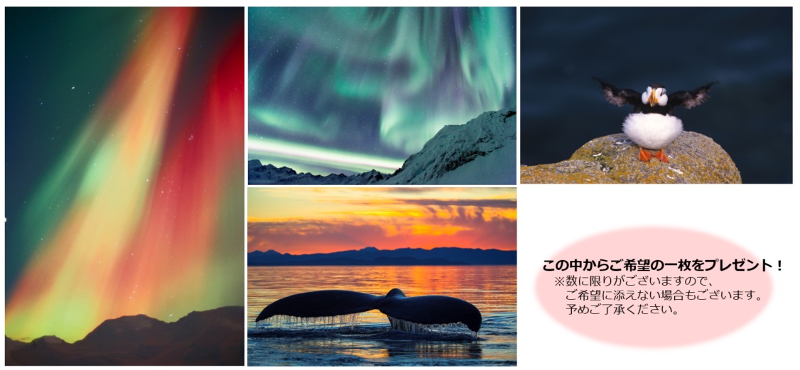 アンケート回答特典であるポストカード4種類の画像。オーロラ写真2枚、クジラの写真、ペンギンの写真